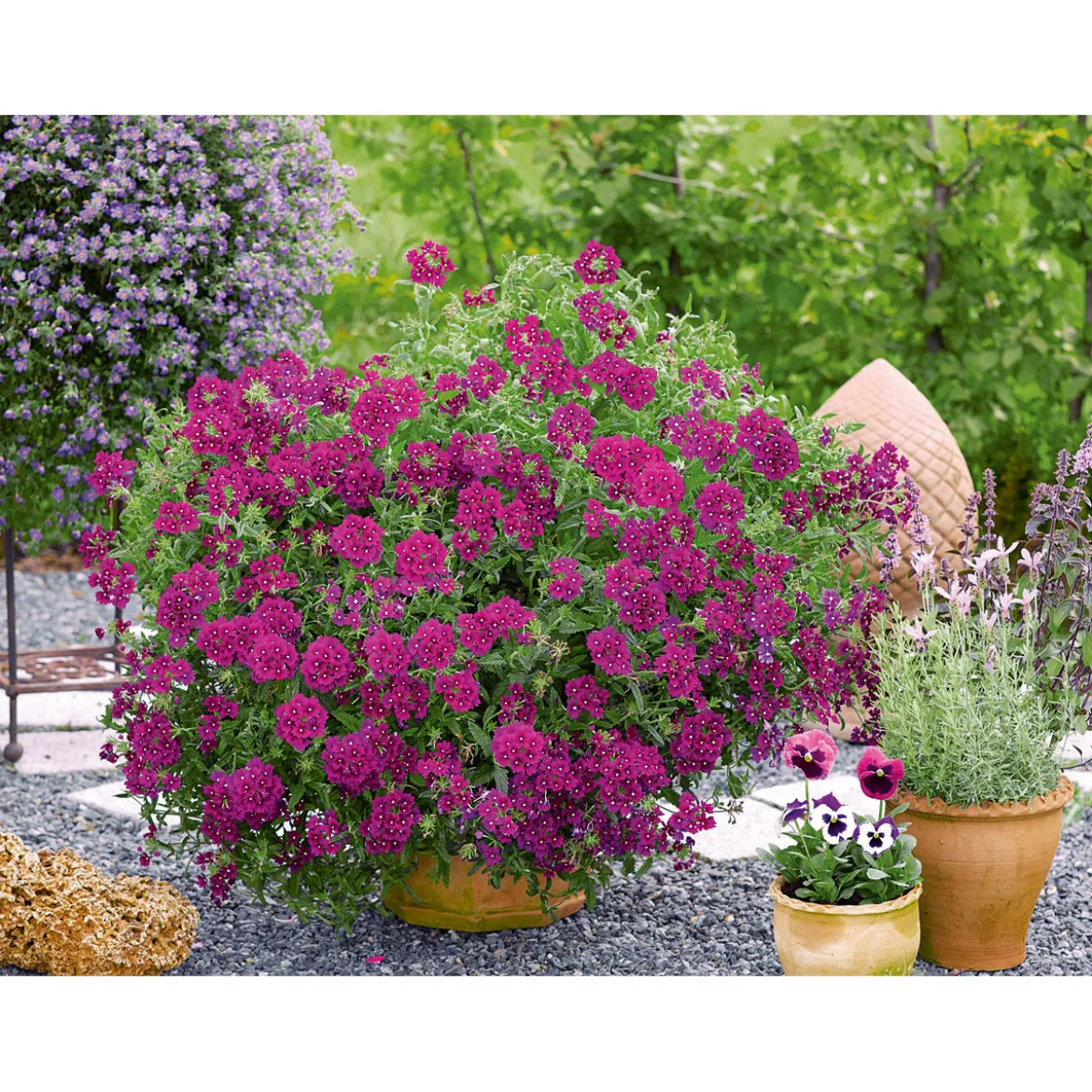 PlantiflorVerbene Temari weiß und rosa/rot T10,5