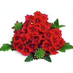 PlantiflorVerbene Temari weiß und rosa/rot T10,5