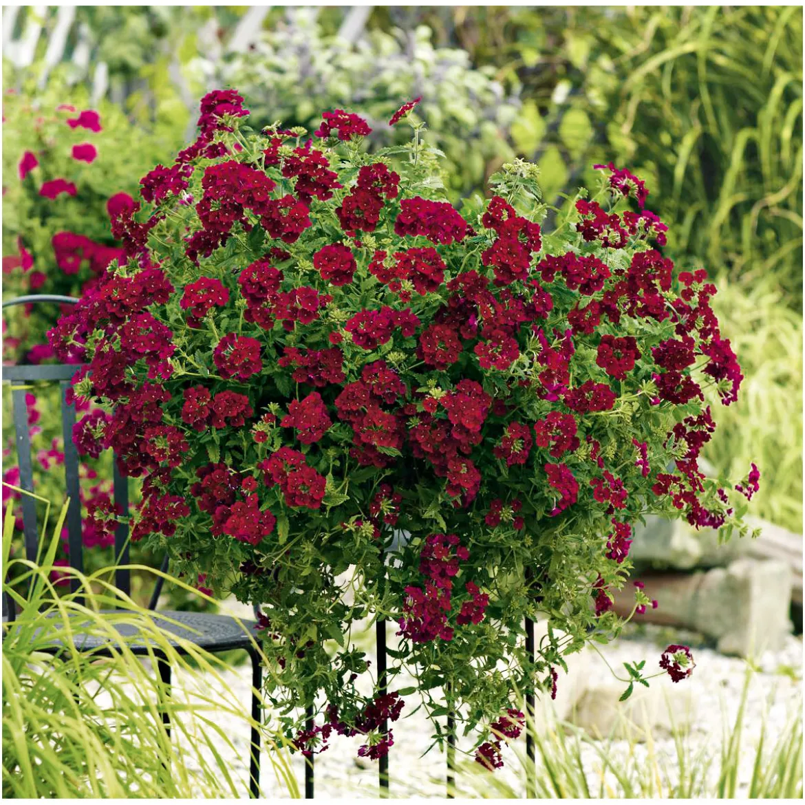 PlantiflorVerbene Temari weiß und rosa/rot T10,5