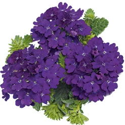 PlantiflorVerbene Temari weiß und rosa/rot T10,5