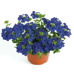 PlantiflorVerbene Temari weiß und rosa/rot T10,5