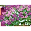 PlantiflorVerbene verschiedene Farben T13