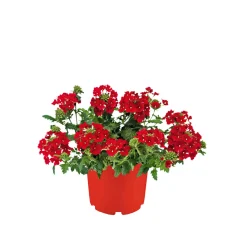 PlantiflorVerbene verschiedene Farben T13