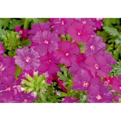PlantiflorVerbene verschiedene Farben T13