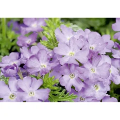 PlantiflorVerbene verschiedene Farben T13
