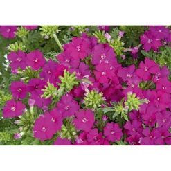 PlantiflorVerbene verschiedene Farben T13