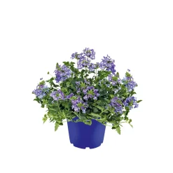 PlantiflorVerbene verschiedene Farben T13