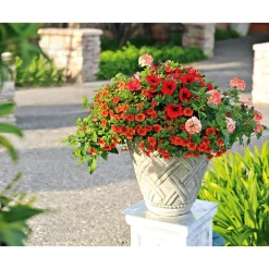 PlantiflorVerbene verschiedene Farben T13