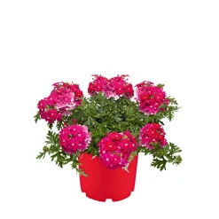 PlantiflorVerbene verschiedene Farben T13
