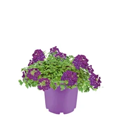 PlantiflorVerbene verschiedene Farben T13