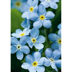 PlantiflorVergissmeinnicht im Topf Durchmesser 11 cm