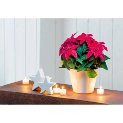 PlantiflorWeihnachtsstern Euphorbia pulcherrima Midi