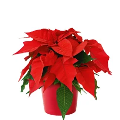 PlantiflorWeihnachtsstern Euphorbia pulcherrima Midi