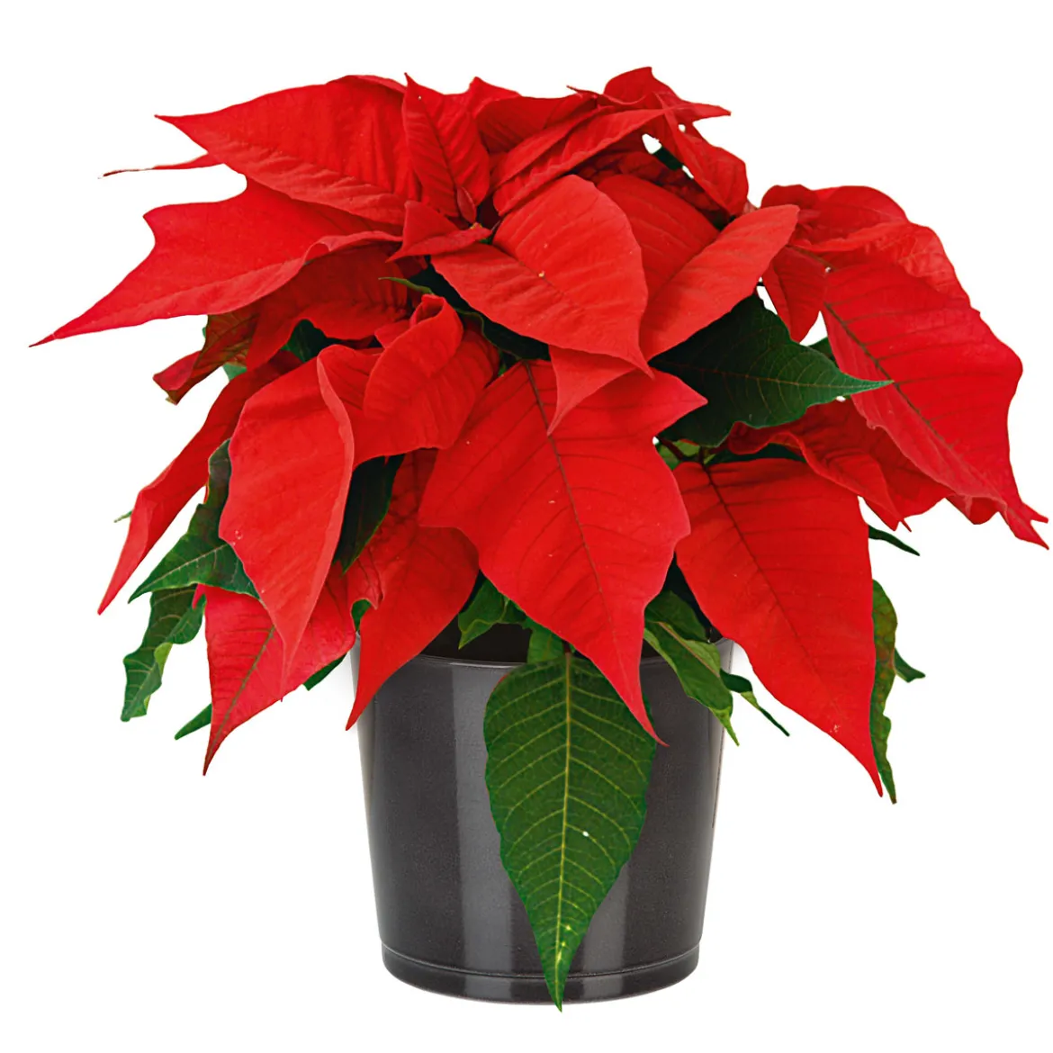 PlantiflorWeihnachtsstern Euphorbia pulcherrima Midi