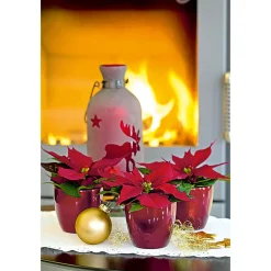 PlantiflorWeihnachtsstern Mini