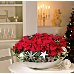 PlantiflorWeihnachtsstern Mini
