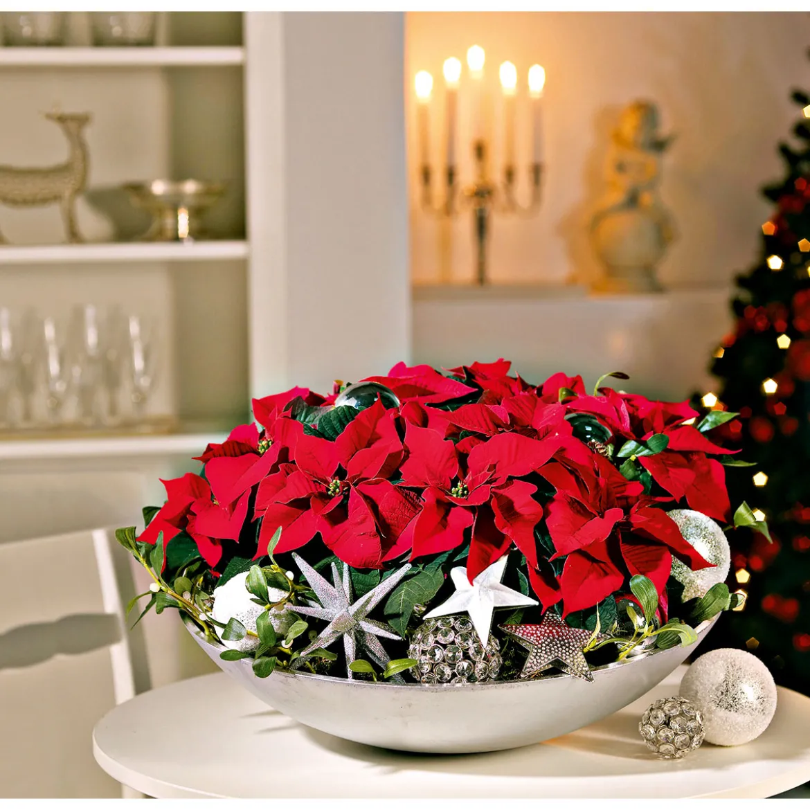 PlantiflorWeihnachtsstern Mini