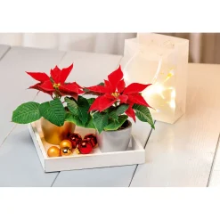 PlantiflorWeihnachtsstern Mini