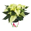 PlantiflorWeihnachtsstern Euphorbia pulcherrima ca 35 cm
