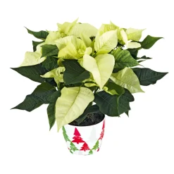 PlantiflorWeihnachtsstern Euphorbia pulcherrima ca 35 cm