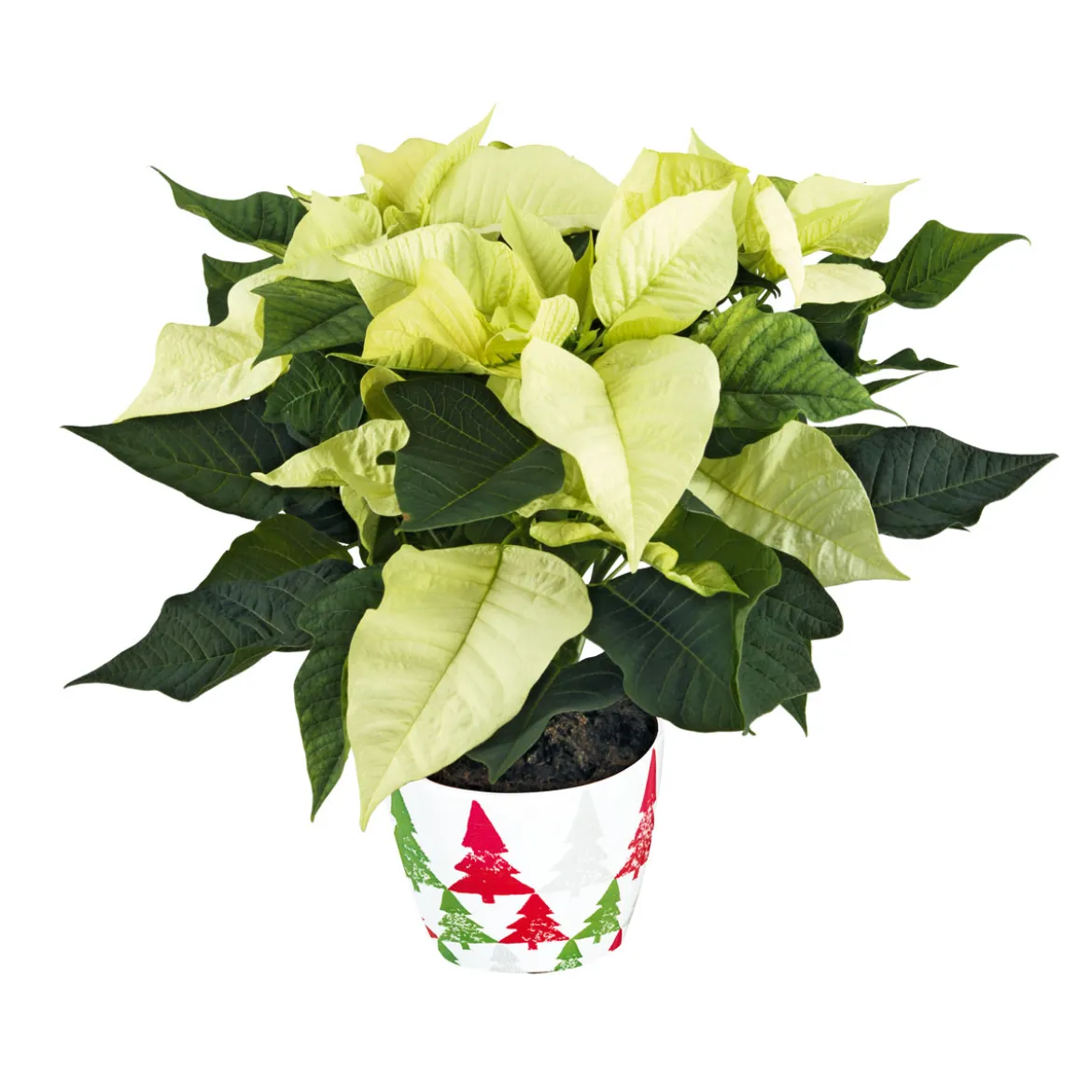 PlantiflorWeihnachtsstern Euphorbia pulcherrima ca 35 cm