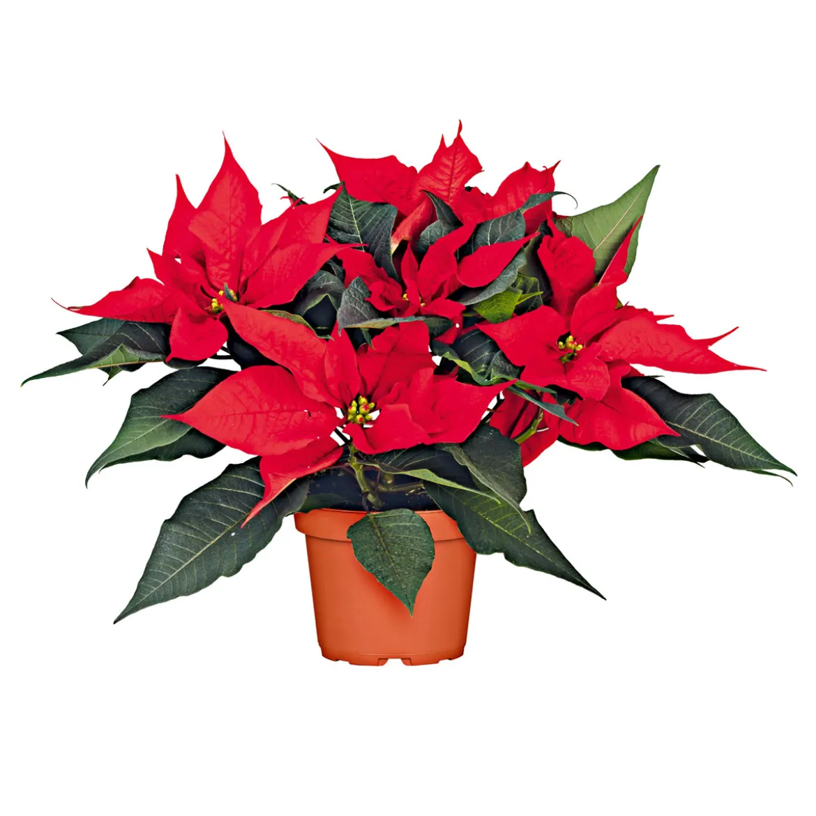 PlantiflorWeihnachtsstern Euphorbia pulcherrima ca 35 cm