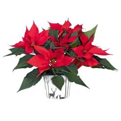 PlantiflorWeihnachtsstern Euphorbia pulcherrima ca 35 cm