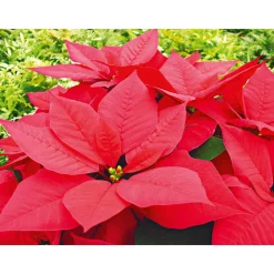 PlantiflorWeihnachtsstern Euphorbia pulcherrima ca 35 cm