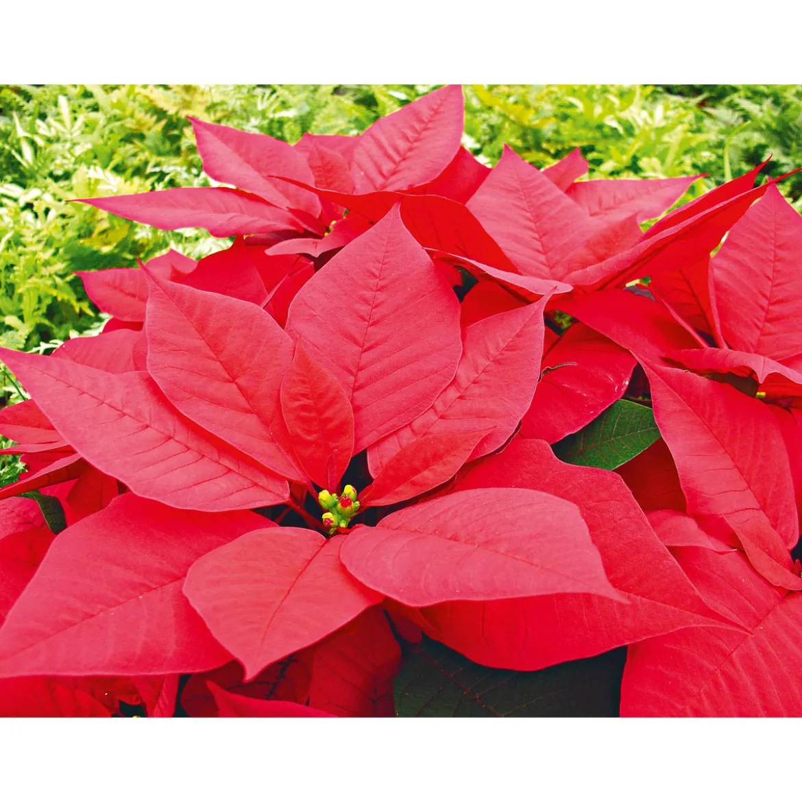 PlantiflorWeihnachtsstern Euphorbia pulcherrima ca 35 cm