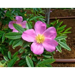 PlantiflorWildrose Biene Maja Topf Durchmesser 17 cm