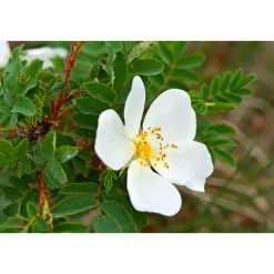 PlantiflorWildrose Biene Maja Topf Durchmesser 17 cm