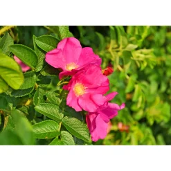 PlantiflorWildrose Biene Maja Topf Durchmesser 17 cm