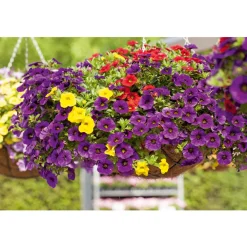 PlantiflorZauberglöckchen Ampel mehrfarbig Topf Durchmesser 25 cm