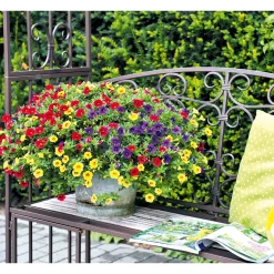 PlantiflorZauberglöckchen Ampel mehrfarbig Topf Durchmesser 25 cm