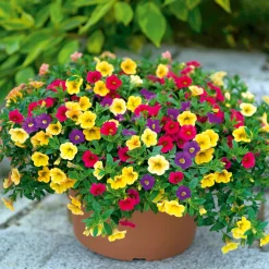 PlantiflorZauberglöckchen dreifarbig Topf Durchmesser 12 cm