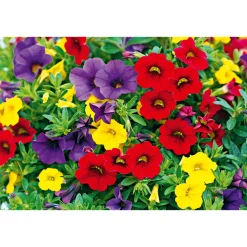 PlantiflorZauberglöckchen dreifarbig Topf Durchmesser 12 cm