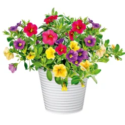 PlantiflorZauberglöckchen dreifarbig Topf Durchmesser 12 cm