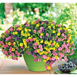 PlantiflorZauberglöckchen dreifarbig Topf Durchmesser 12 cm