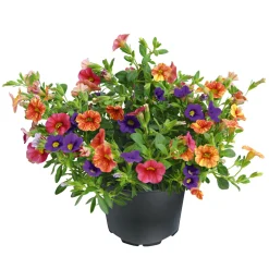 PlantiflorZauberglöckchen dreifarbig Topf Durchmesser 12 cm