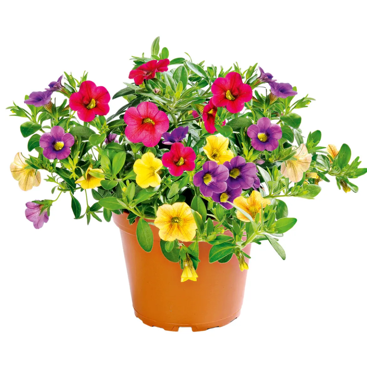 PlantiflorZauberglöckchen dreifarbig Topf Durchmesser 12 cm