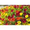 PlantiflorZauberglöckchen, Topf Ø 13 cm