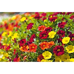 PlantiflorZauberglöckchen, Topf Ø 13 cm