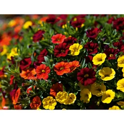 PlantiflorZauberglöckchen, Topf Ø 13 cm