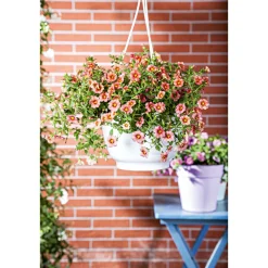 PlantiflorZauberglöckchen, Topf Ø 13 cm