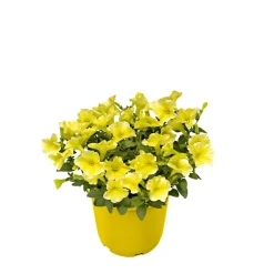 PlantiflorZauberglöckchen, Topf Ø 13 cm