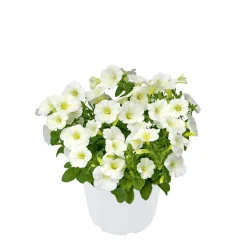 PlantiflorZauberglöckchen, Topf Ø 13 cm