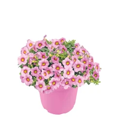 PlantiflorZauberglöckchen, Topf Ø 13 cm
