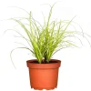PlantiflorZiergräser Durchmesser 17 cm versch Sorten
