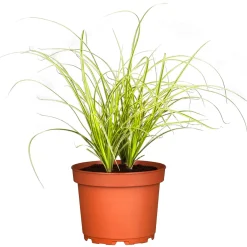 PlantiflorZiergräser Durchmesser 17 cm versch Sorten