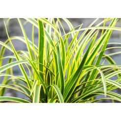 PlantiflorZiergräser Durchmesser 17 cm versch Sorten